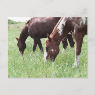 Postales de Harley & Sugar Grazing