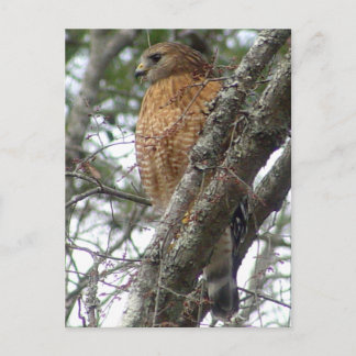 Postales de Hawk con cola roja