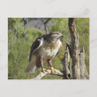 Postales de Hawk con cola roja