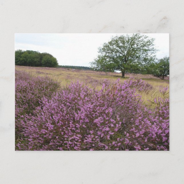 Postales de Heather Landscape DIY (Anverso)