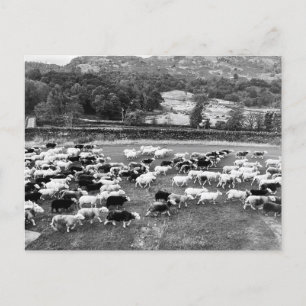 Postales de Herdwick Sheep