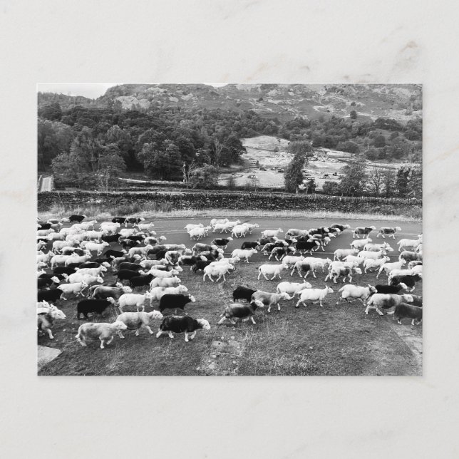 Postales de Herdwick Sheep (Anverso)