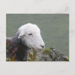 Postales de Herdwick Sheep