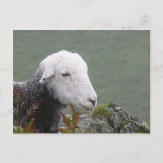 Postales de Herdwick Sheep (Anverso)