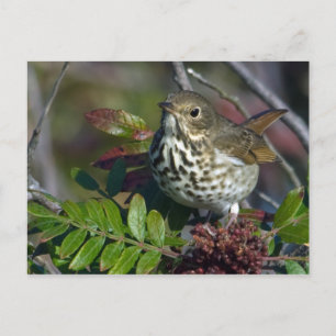 Postales de Hermit Thrush