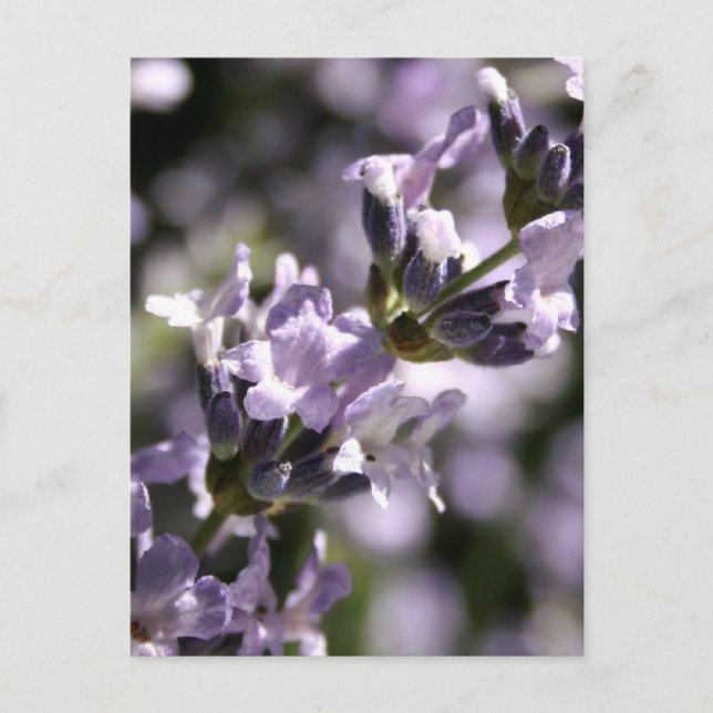 Postales de hierbas de lavanda (Anverso)