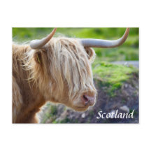 Postales de Highland Cow Scotcard