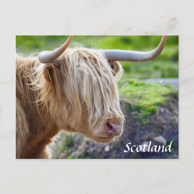Postales de Highland Cow Scotcard (Anverso)
