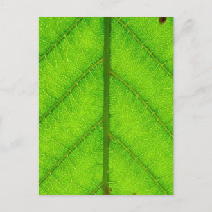 Postales de hoja verde