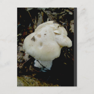 Postales de hongos blancos con forma extraña