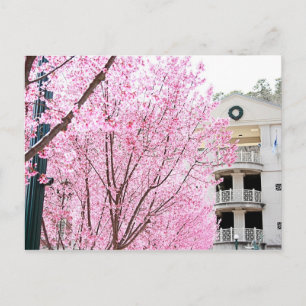Postales de Hot Springs