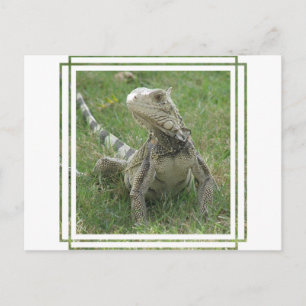 Postales de Iguana