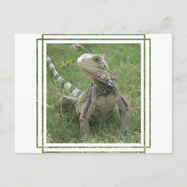 Postales de Iguana (Anverso)