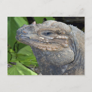 Postales de Iguana