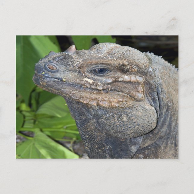 Postales de Iguana (Anverso)