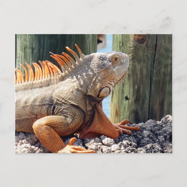 Postales de Iguana (Anverso)
