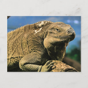 Postales de Iguana