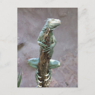 Postales de iguana de calidad