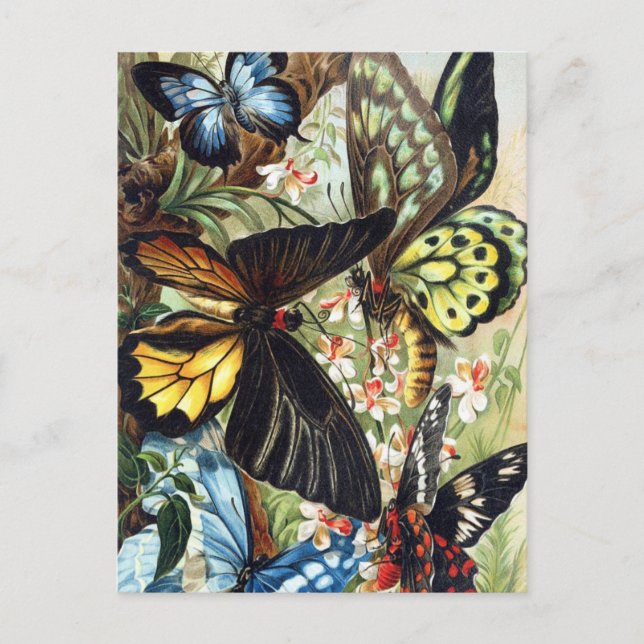 Postales de Ilustracion de insectos de época (Anverso)