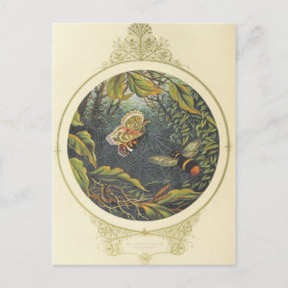 Postales de insectos de época