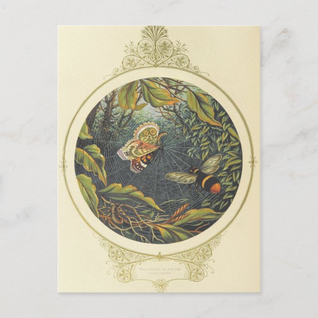 Postales de insectos de época (Anverso)