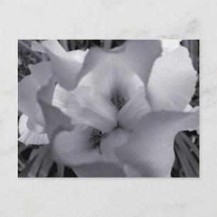 Postales de iris blanco y negro
