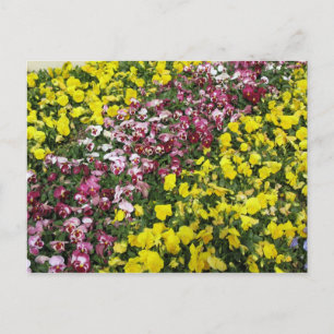 Postales de jardín coloridas