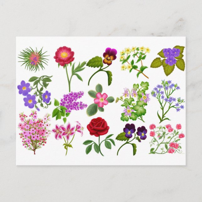 Postales de jardín de flores (Anverso)