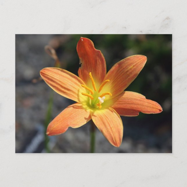 Postales de Java (Anverso)