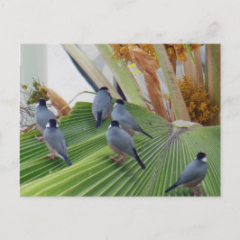Postales de Java Sparrows Hawaii