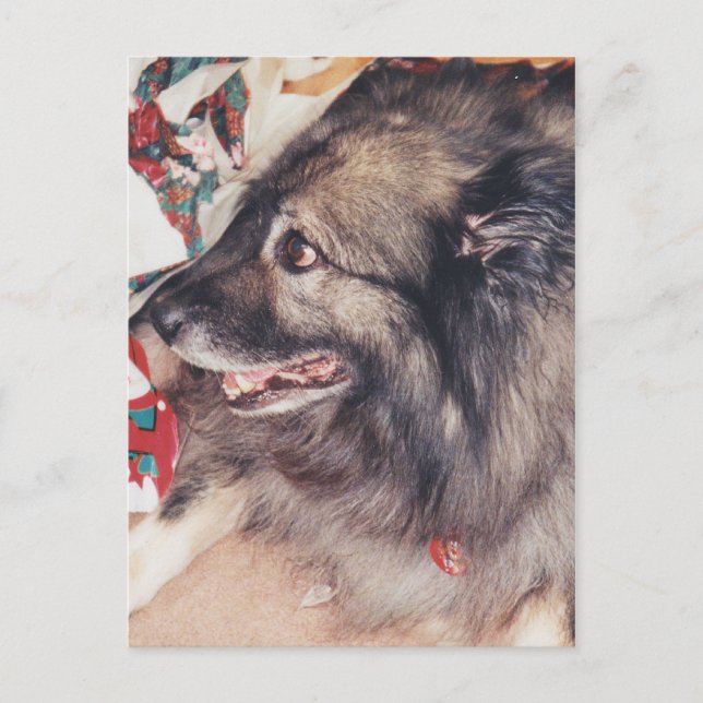 Postales de Keeshond (Anverso)