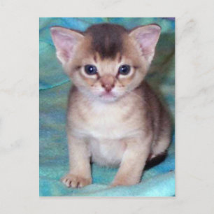 Postales de Kitten Abysinian