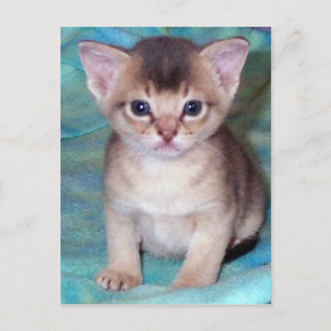 Postales de Kitten Abysinian (Anverso)