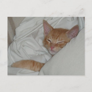Postales de Kitten Dax Dreams