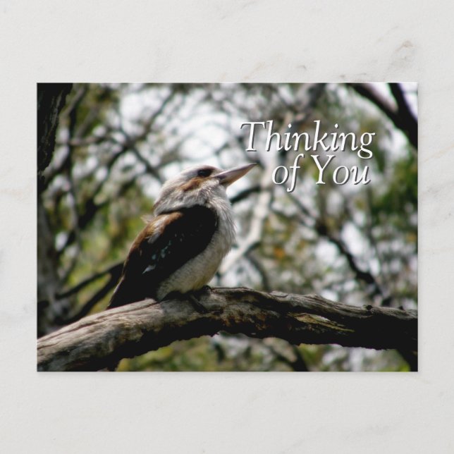 Postales de Kookaburra Thoughts (Anverso)