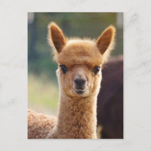 Postales de la alpaca