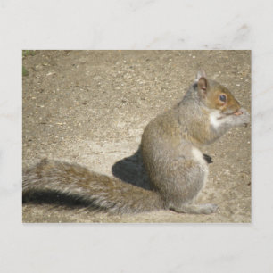 Postales de la ardilla Hungry Horatio
