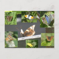 Postales de la cadena holandesa de mariposas Colla