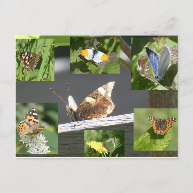 Postales de la cadena holandesa de mariposas Colla (Anverso)