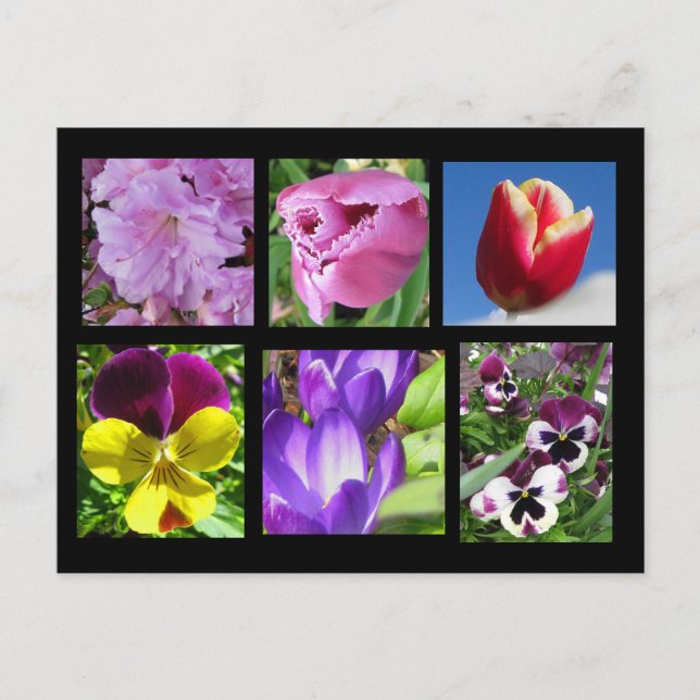 Postales de la colección de flores de primavera (Anverso)