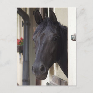 Postales de la Cruz Frisia de Thoroughbred
