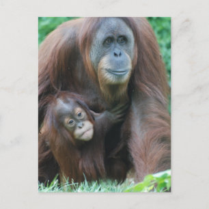 Postales de la familia Orangutan