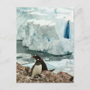 Postales de la familia Pingüino de Gentoo