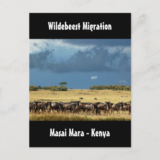 Postales de la migración de los silvestres Masai M (Anverso)