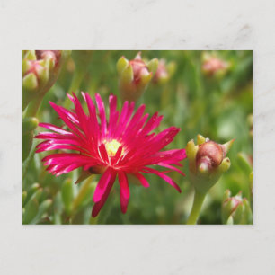 Postales de la planta de hielo de la flor rosa