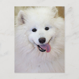 Postales de la raza de perro samoyed