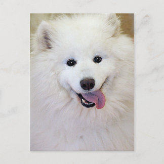 Postales de la raza de perro samoyed