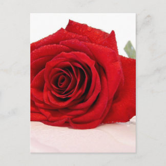 Postales de la rosa roja de largo nivel