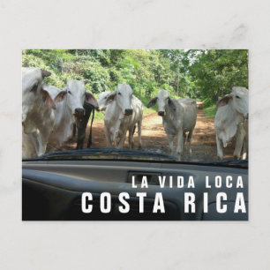 Postales de la tarjeta postal Paradise Vacation Ph