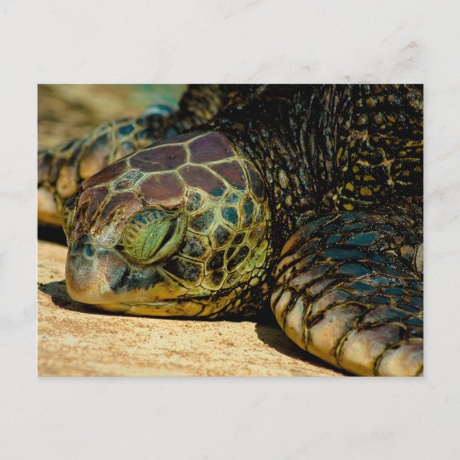 Postales de la tortuga verde (Honu) en reposo de H (Anverso)